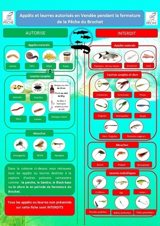 Comment pêcher les poissons carnassiers pendant la période de fermeture du 27 janvier au 25 avril inclus ?