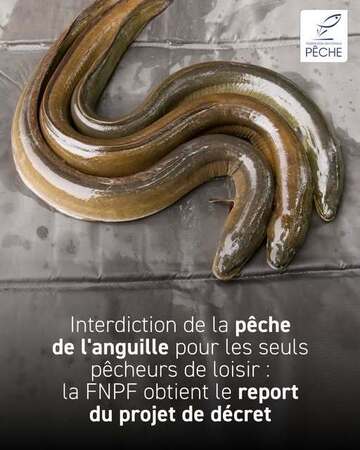 Interdiction de la pêche de l'anguille pour les seuls pêcheurs de loisir