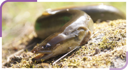 L'info pêche de 	 L'info pêche 	  Ce qui change au 1er Avril