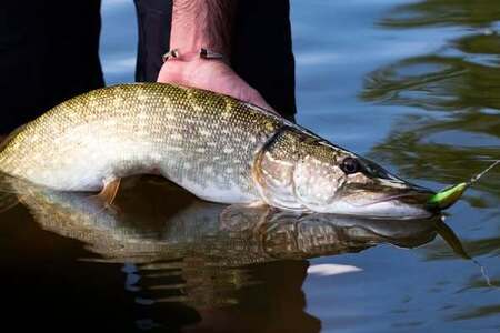 Ouverture brochet