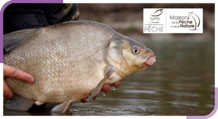 Stage pêche des poissons blancs au lancer