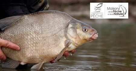 stage pêche poisson blanc